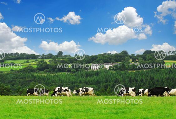 Cows in a pasture