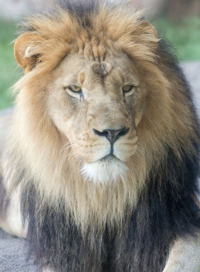 Lion Face with a Large Maine Closeup Side View