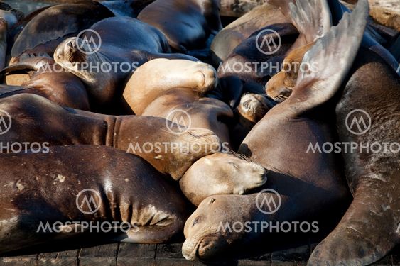 Sea Lions Sleeping on Dock