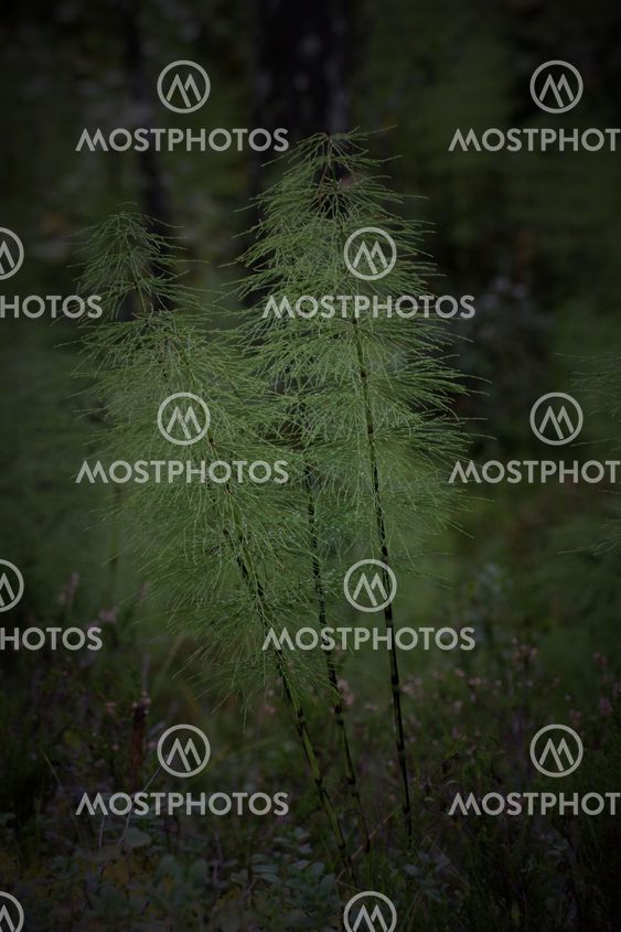 Wood Horsetails