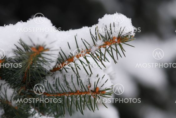 Snowy branch