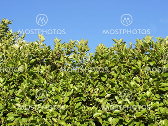 Hedgerow picture