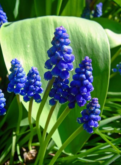 Grape hyacinte