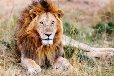 Male lion in Africa
