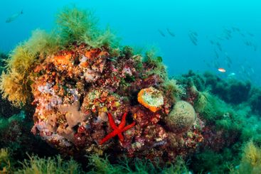 rocky reef with wild red starfish on clear sea