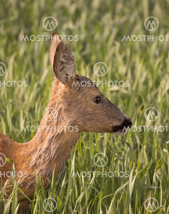 Roe deer (Capreolus capreolus)