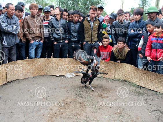 people see cockfighting