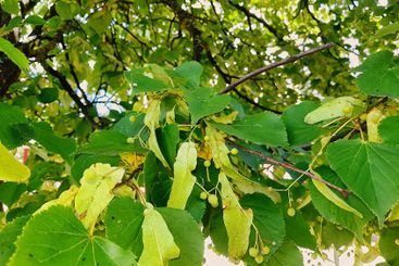 Green leaves and young fruits catch the sunlight under a...
